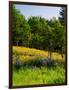 Balsamroot and Lupine flowers blooming in a forest, Tom McCall Nature Preserve, Columbia River G...-null-Framed Photographic Print