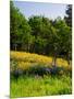 Balsamroot and Lupine flowers blooming in a forest, Tom McCall Nature Preserve, Columbia River G...-null-Mounted Photographic Print