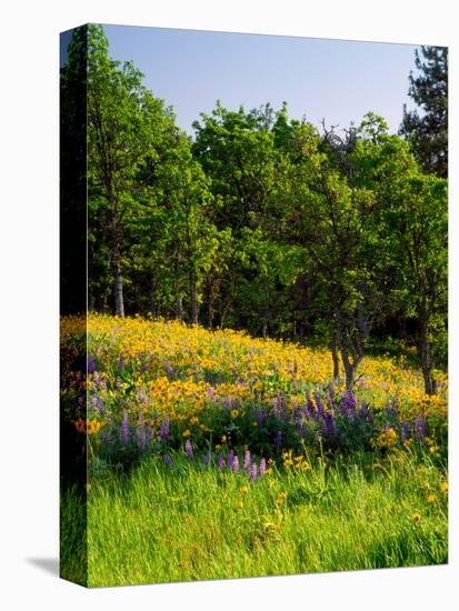 Balsamroot and Lupine flowers blooming in a forest, Tom McCall Nature Preserve, Columbia River G...-null-Stretched Canvas
