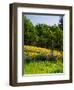 Balsamroot and Lupine flowers blooming in a forest, Tom McCall Nature Preserve, Columbia River G...-null-Framed Photographic Print