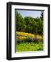 Balsamroot and Lupine flowers blooming in a forest, Tom McCall Nature Preserve, Columbia River G...-null-Framed Photographic Print