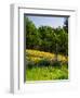 Balsamroot and Lupine flowers blooming in a forest, Tom McCall Nature Preserve, Columbia River G...-null-Framed Photographic Print