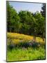 Balsamroot and Lupine flowers blooming in a forest, Tom McCall Nature Preserve, Columbia River G...-null-Mounted Photographic Print