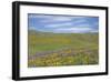 Balsamroot and Lupine-Don Paulson-Framed Giclee Print