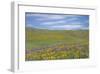 Balsamroot and Lupine-Don Paulson-Framed Giclee Print