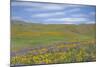 Balsamroot and Lupine-Don Paulson-Mounted Giclee Print