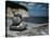 Baltic coast Jasmund National Park with chalk rock-Mandy Stegen-Stretched Canvas