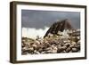 Baltic Sea, Hohwacht Bay, Hotel-Nora Frei-Framed Photographic Print