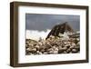 Baltic Sea, Hohwacht Bay, Hotel-Nora Frei-Framed Photographic Print