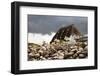 Baltic Sea, Hohwacht Bay, Hotel-Nora Frei-Framed Photographic Print