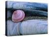 Baltic Tellin Shell, and Razorshell Texel, Netherlands-Bernard Castelein-Stretched Canvas