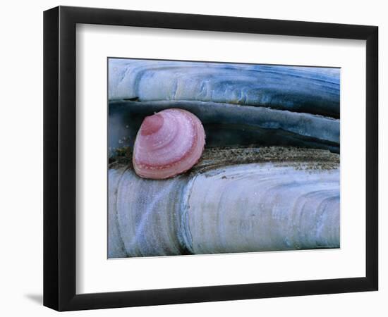 Baltic Tellin Shell, and Razorshell Texel, Netherlands-Bernard Castelein-Framed Premium Photographic Print