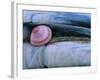 Baltic Tellin Shell, and Razorshell Texel, Netherlands-Bernard Castelein-Framed Photographic Print