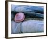 Baltic Tellin Shell, and Razorshell Texel, Netherlands-Bernard Castelein-Framed Photographic Print