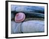 Baltic Tellin Shell, and Razorshell Texel, Netherlands-Bernard Castelein-Framed Photographic Print