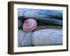 Baltic Tellin Shell, and Razorshell Texel, Netherlands-Bernard Castelein-Framed Photographic Print