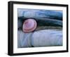 Baltic Tellin Shell, and Razorshell Texel, Netherlands-Bernard Castelein-Framed Photographic Print