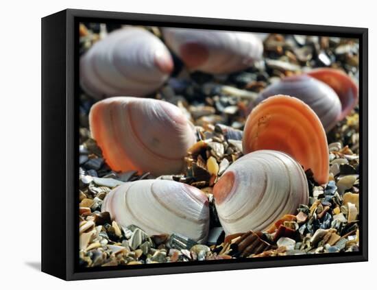 Baltic Tellin Shells on Beach, Belgium-Philippe Clement-Framed Stretched Canvas