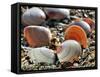 Baltic Tellin Shells on Beach, Belgium-Philippe Clement-Framed Stretched Canvas