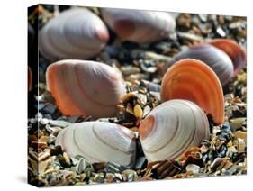 Baltic Tellin Shells on Beach, Belgium-Philippe Clement-Stretched Canvas