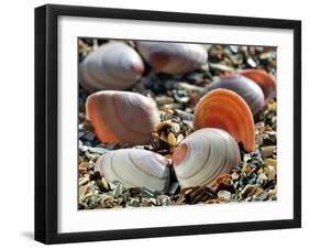 Baltic Tellin Shells on Beach, Belgium-Philippe Clement-Framed Photographic Print