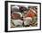 Baltic Tellin Shells on Beach, Belgium-Philippe Clement-Framed Photographic Print