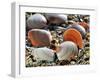 Baltic Tellin Shells on Beach, Belgium-Philippe Clement-Framed Photographic Print