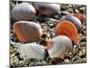 Baltic Tellin Shells on Beach, Belgium-Philippe Clement-Mounted Photographic Print