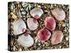 Baltic Tellin Shells on Beach, One Upside Down Showing the Inside, Belgium-Philippe Clement-Stretched Canvas