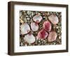 Baltic Tellin Shells on Beach, One Upside Down Showing the Inside, Belgium-Philippe Clement-Framed Photographic Print