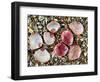 Baltic Tellin Shells on Beach, One Upside Down Showing the Inside, Belgium-Philippe Clement-Framed Photographic Print