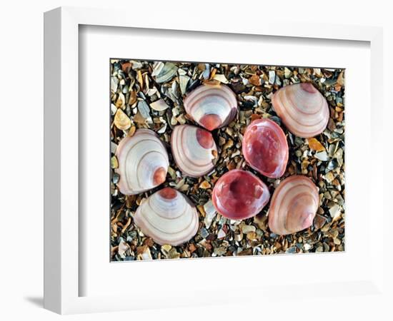 Baltic Tellin Shells on Beach, One Upside Down Showing the Inside, Belgium-Philippe Clement-Framed Photographic Print