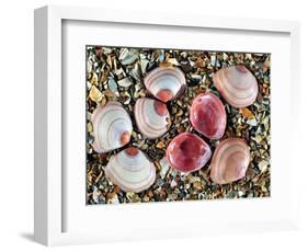 Baltic Tellin Shells on Beach, One Upside Down Showing the Inside, Belgium-Philippe Clement-Framed Photographic Print