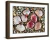 Baltic Tellin Shells on Beach, One Upside Down Showing the Inside, Belgium-Philippe Clement-Framed Photographic Print