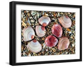 Baltic Tellin Shells on Beach, One Upside Down Showing the Inside, Belgium-Philippe Clement-Framed Photographic Print