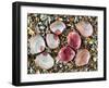 Baltic Tellin Shells on Beach, One Upside Down Showing the Inside, Belgium-Philippe Clement-Framed Photographic Print