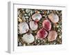 Baltic Tellin Shells on Beach, One Upside Down Showing the Inside, Belgium-Philippe Clement-Framed Photographic Print