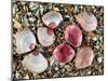 Baltic Tellin Shells on Beach, One Upside Down Showing the Inside, Belgium-Philippe Clement-Mounted Photographic Print