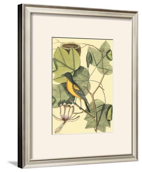 Baltimore Bird and Tulip Tree-Mark Catesby-Framed Art Print