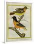 Baltimore Oriole and the Crossbred Baltimore Oriole-Georges-Louis Buffon-Framed Giclee Print