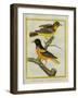 Baltimore Oriole and the Crossbred Baltimore Oriole-Georges-Louis Buffon-Framed Premium Giclee Print
