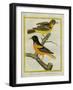 Baltimore Oriole and the Crossbred Baltimore Oriole-Georges-Louis Buffon-Framed Premium Giclee Print