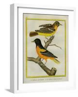 Baltimore Oriole and the Crossbred Baltimore Oriole-Georges-Louis Buffon-Framed Premium Giclee Print