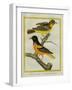 Baltimore Oriole and the Crossbred Baltimore Oriole-Georges-Louis Buffon-Framed Premium Giclee Print