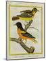 Baltimore Oriole and the Crossbred Baltimore Oriole-Georges-Louis Buffon-Mounted Premium Giclee Print