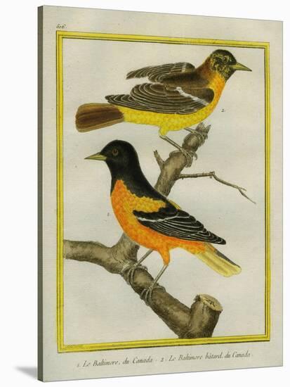 Baltimore Oriole and the Crossbred Baltimore Oriole-Georges-Louis Buffon-Stretched Canvas