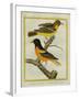 Baltimore Oriole and the Crossbred Baltimore Oriole-Georges-Louis Buffon-Framed Giclee Print