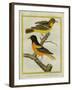 Baltimore Oriole and the Crossbred Baltimore Oriole-Georges-Louis Buffon-Framed Giclee Print