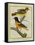 Baltimore Oriole and the Crossbred Baltimore Oriole-Georges-Louis Buffon-Framed Stretched Canvas