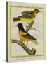 Baltimore Oriole and the Crossbred Baltimore Oriole-Georges-Louis Buffon-Stretched Canvas